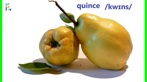 quince pronunciation|How to Say Quince (Fruit) in American English .